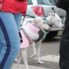 Galgo-Marsch-2019-Köln