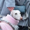 Galgo-Marsch-2019-Köln