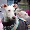 Galgo-Marsch-2019-Köln