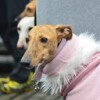 Galgo-Marsch-2019-Köln