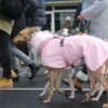 Galgo-Marsch-2019-Köln