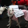 Galgo-Marsch-2019-Köln
