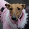 Galgo-Marsch-2019-Köln