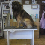 Alegro