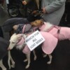 Galgo-Marsch-2019-Köln