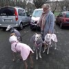 Galgo-Marsch-2019-Köln