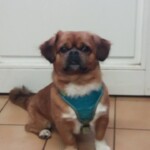 Sammy